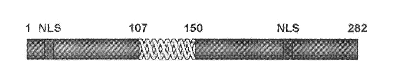 Human ribosomal protein molecules hRrp15p and preparation method and application thereof