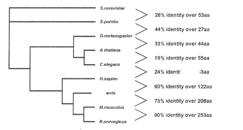 Human ribosomal protein molecules hRrp15p and preparation method and application thereof