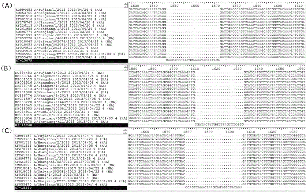 Real-time fluorescence RT-PCR method for quantitatively detecting human-infected avian influenza virus (A/H7N9)