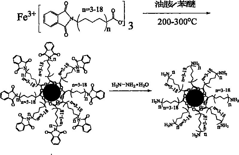 Preparation method of water-soluble ferroferric oxide magnetic nanoparticle with functional amidogen