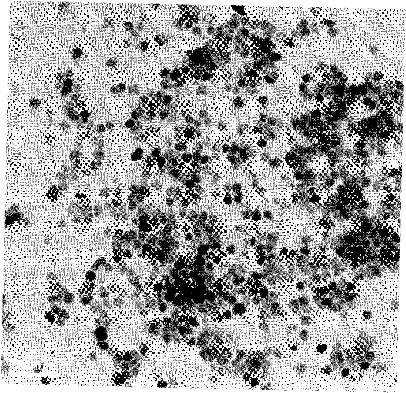 Preparation method of water-soluble ferroferric oxide magnetic nanoparticle with functional amidogen