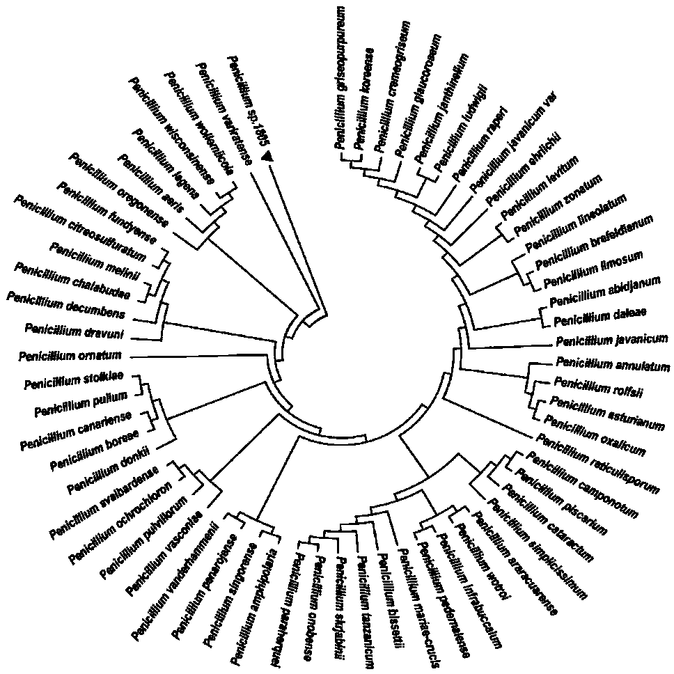 Chitin deacetylase, encoding gene and application