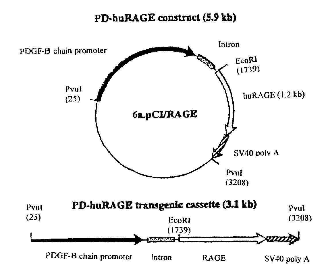 Transgenic mice over-expressing receptor for advanced glycation endproduct (RAGE) in brain and uses thereof