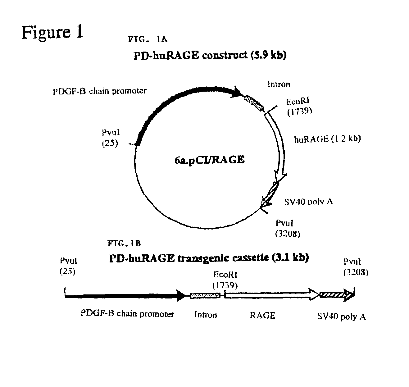 Transgenic mice over-expressing receptor for advanced glycation endproduct (RAGE) in brain and uses thereof