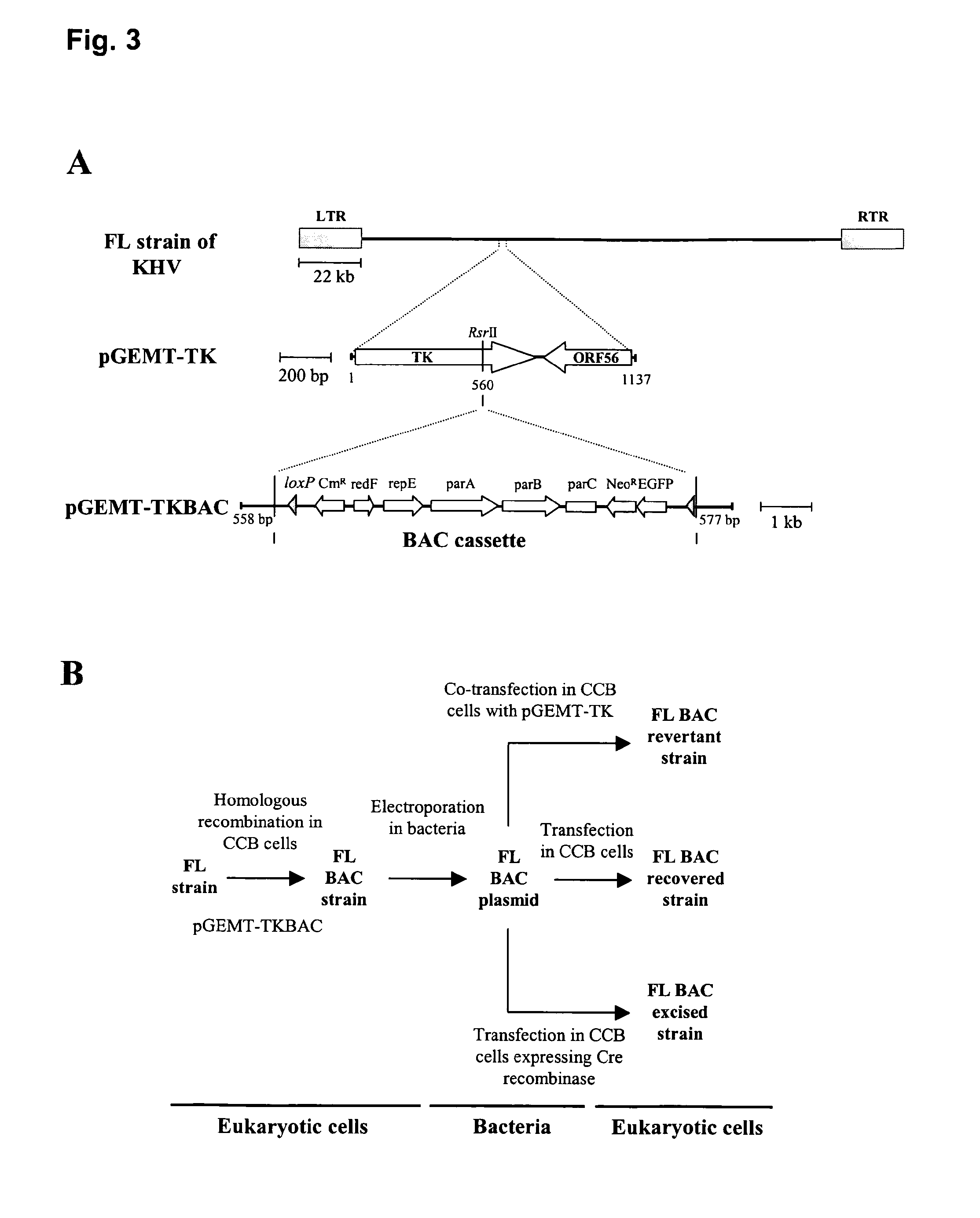 Recombinant koi herpesvirus (KHV) or cyprinid herpesvirus 3 (cyhv-3) and a vaccine for the prevention of a disease caused by khv/cyhv-3 in cyprinus carpio carpio or cyprinus carpio koi