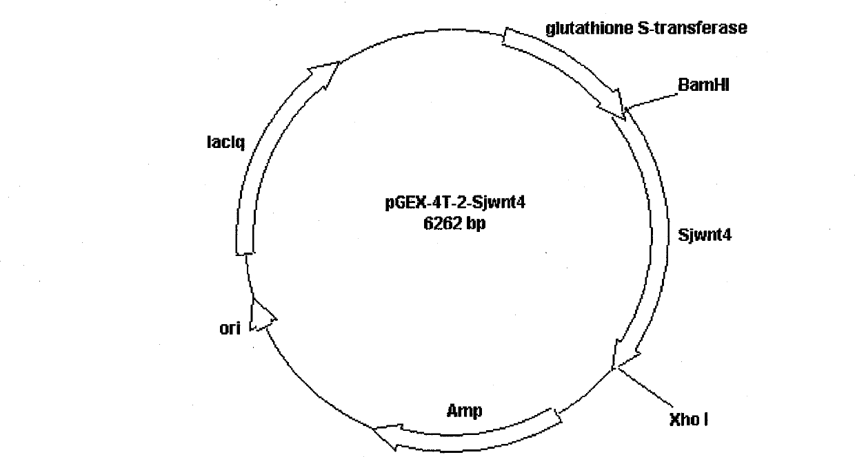 Clone, expression and use of Schistosoma Japonicum signal transduction protein Sjwnt-4 gene