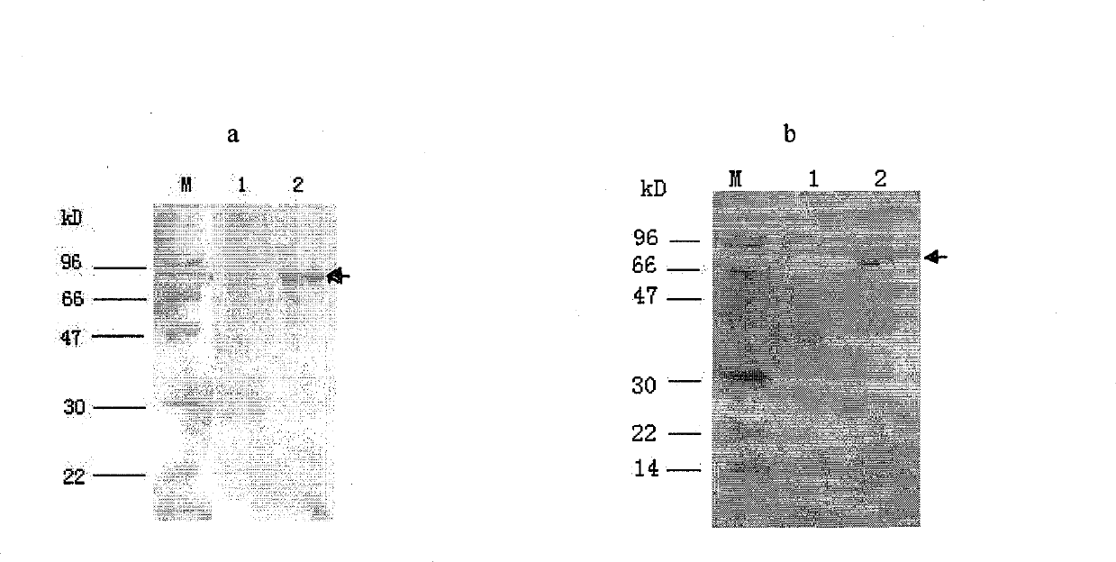 Clone, expression and use of Schistosoma Japonicum signal transduction protein Sjwnt-4 gene