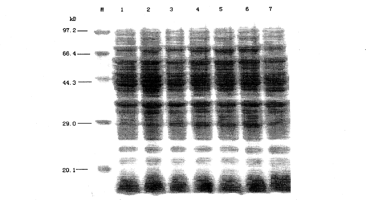 Clone, expression and use of Schistosoma Japonicum signal transduction protein Sjwnt-4 gene