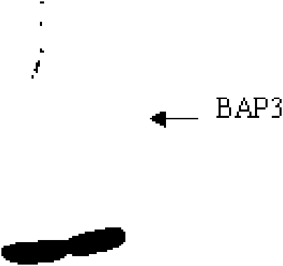 Monoclonal antibody of anti-human BAP31 protein, preparation method and application thereof