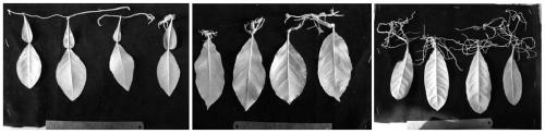 Rapid inoculation and identification method for citrus bacterial canker disease