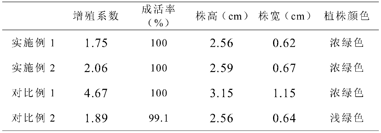 Blue-green haworthia succulent plant (laworthia succulent plant lanjing) germplasm resource in-vitro preservation method