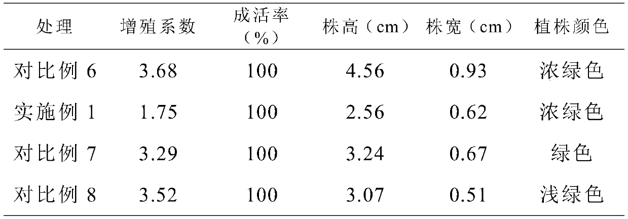 Blue-green haworthia succulent plant (laworthia succulent plant lanjing) germplasm resource in-vitro preservation method