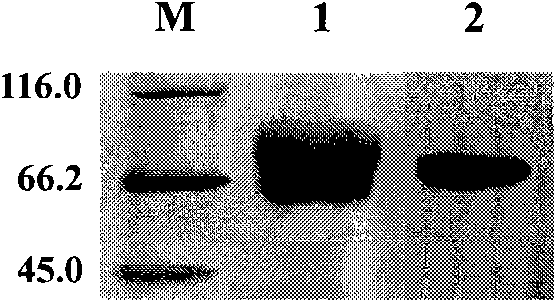 Heterogenetic antigen-Fc fusion protein capable of inducing antitumor immunity of organism and application thereof