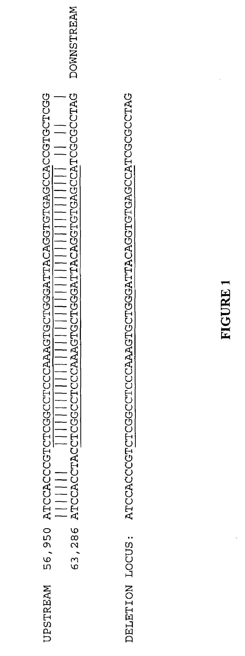 Large deletions in human BRCA1 gene and use thereof