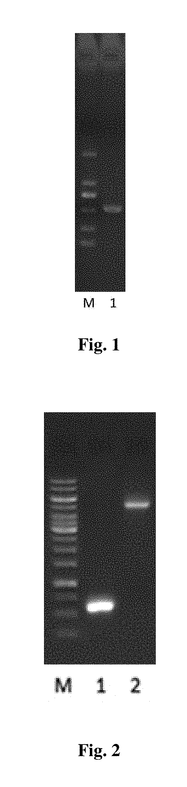 Trail cell-penetrating peptide-like mutant mur5, preparation method and application thereof