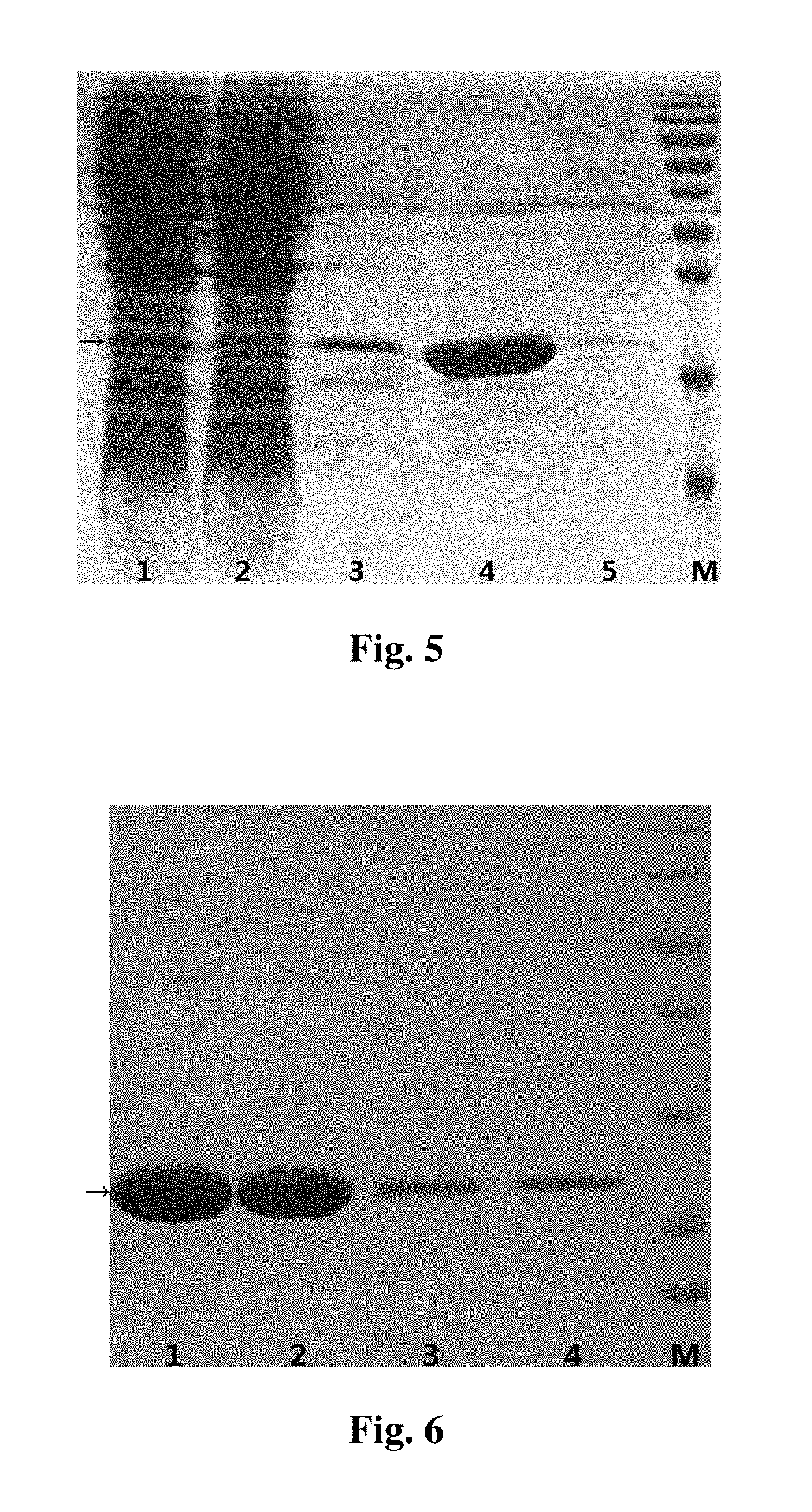 Trail cell-penetrating peptide-like mutant mur5, preparation method and application thereof