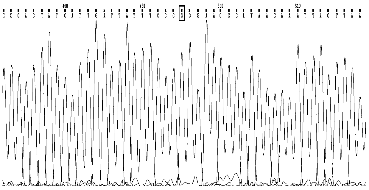 Human CYP2C19 gene polymorphism detection primers, probes and kit, and application of human CYP2C19 gene polymorphism detection primers