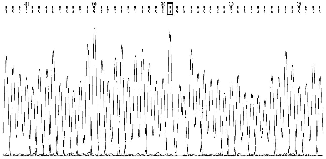 Human CYP2C19 gene polymorphism detection primers, probes and kit, and application of human CYP2C19 gene polymorphism detection primers