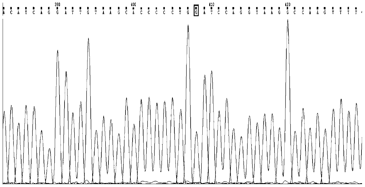 Human CYP2C19 gene polymorphism detection primers, probes and kit, and application of human CYP2C19 gene polymorphism detection primers