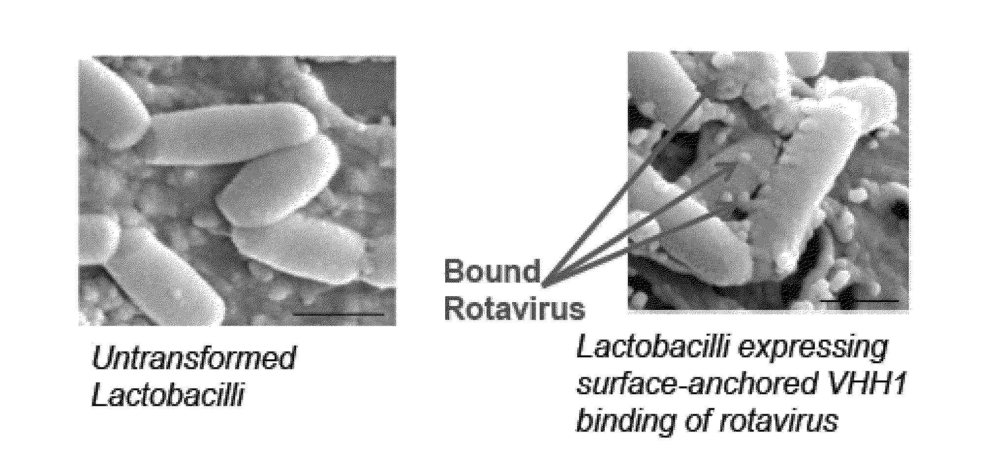 Compositions and Methods for Preventing or Relieving Symptoms of Infections