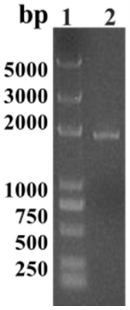 A gene encoding endo-β-1,4-mannanase and its preparation and application