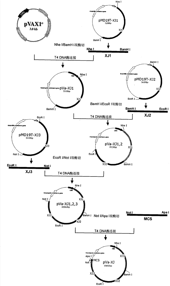 Sindbis virus XJ-160 defective replicon and construction method and application thereof