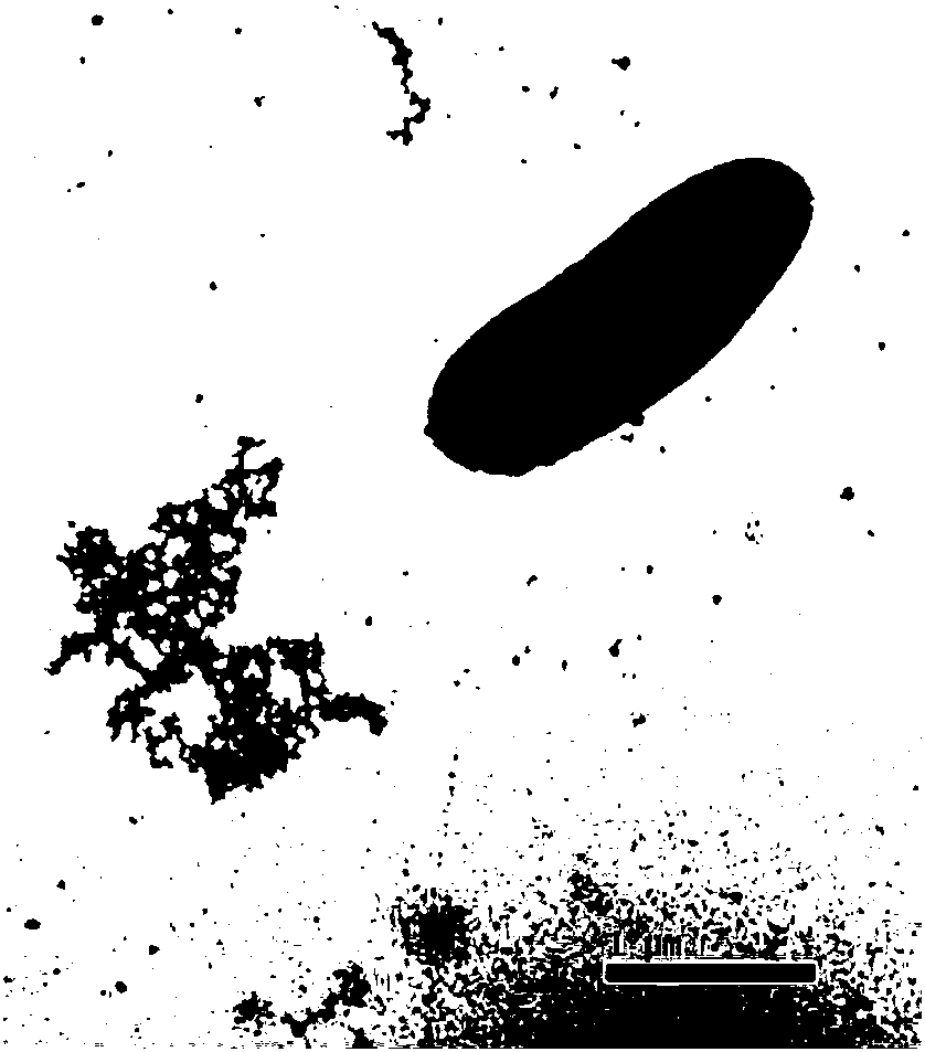 Alkaligordonia yc-rl2 and its application