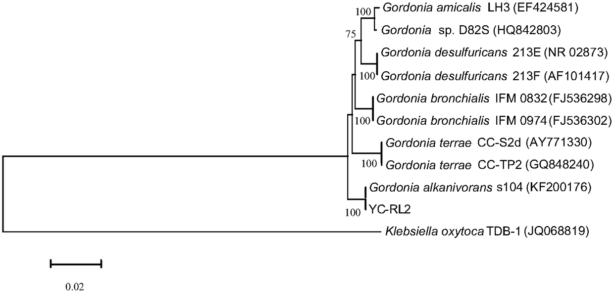 Alkaligordonia yc-rl2 and its application