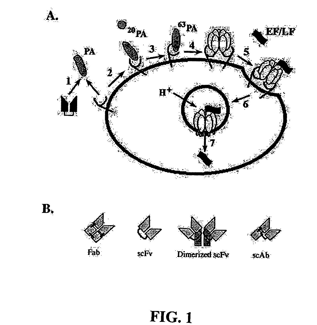 Recombinant antibodies for the detection and neutralization of anthrax toxin