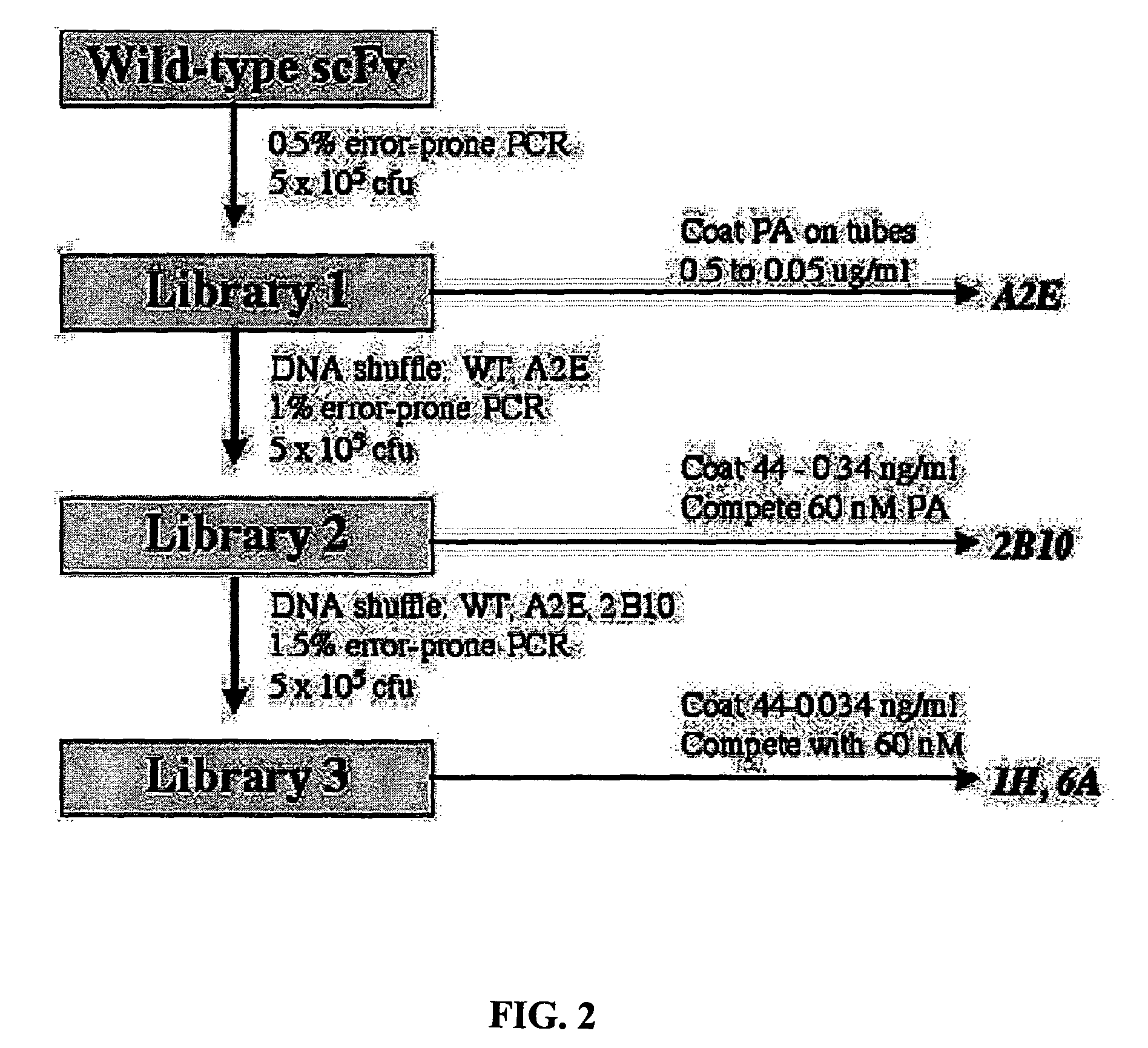 Recombinant antibodies for the detection and neutralization of anthrax toxin