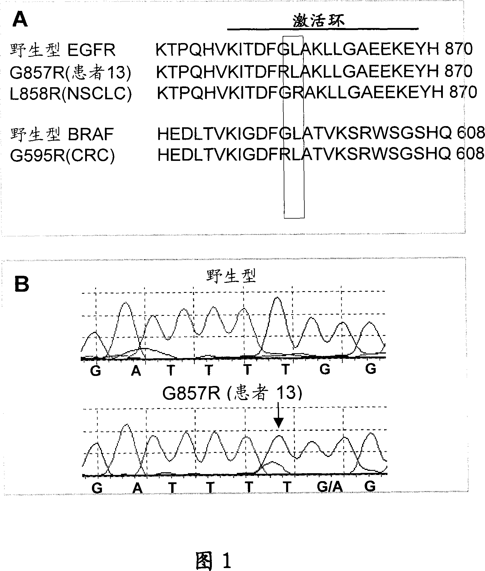 Anti-egfr antibody therapy based on an increased copy number of the egfr gene in tumor tissues