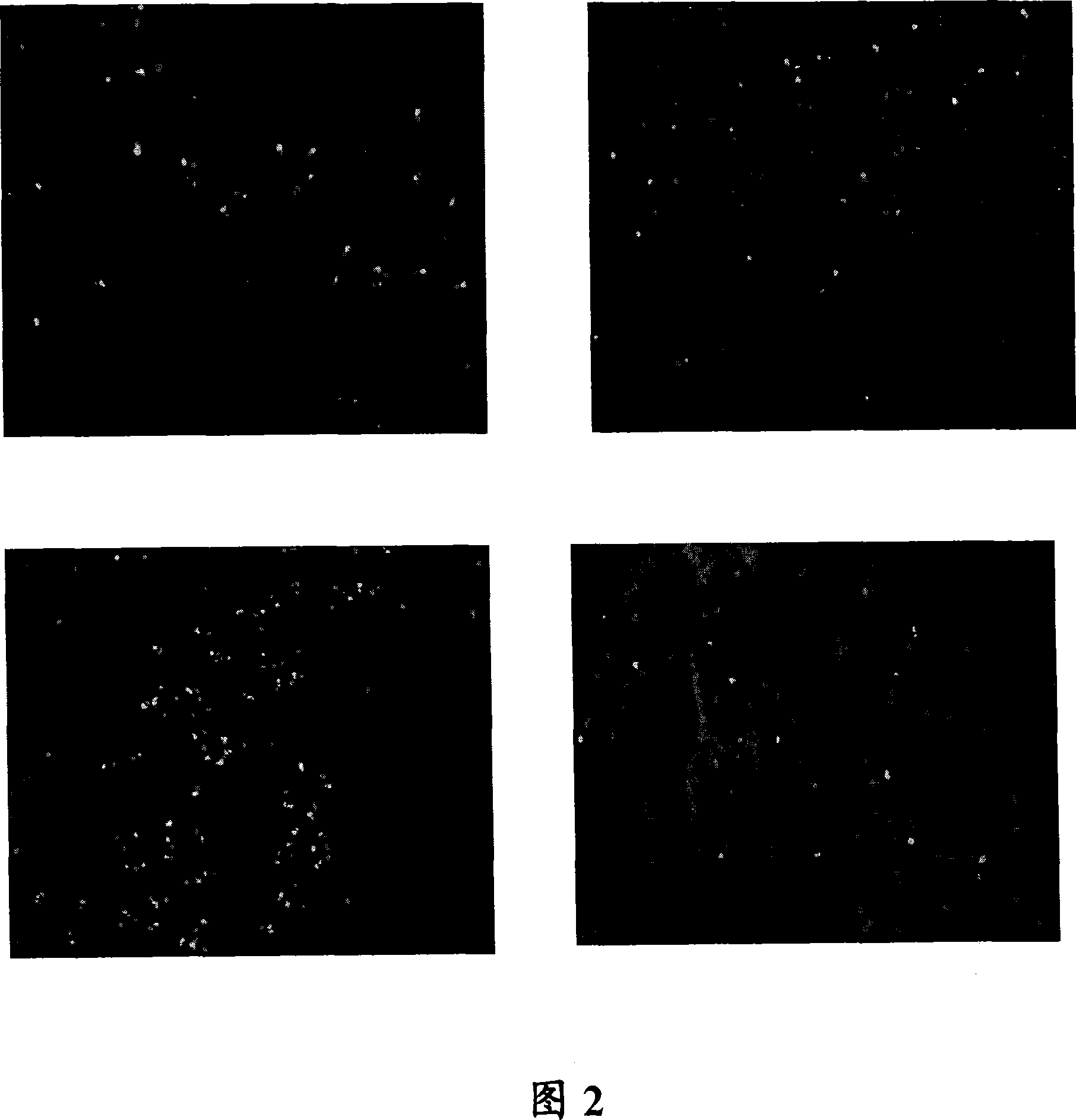 Anti-egfr antibody therapy based on an increased copy number of the egfr gene in tumor tissues