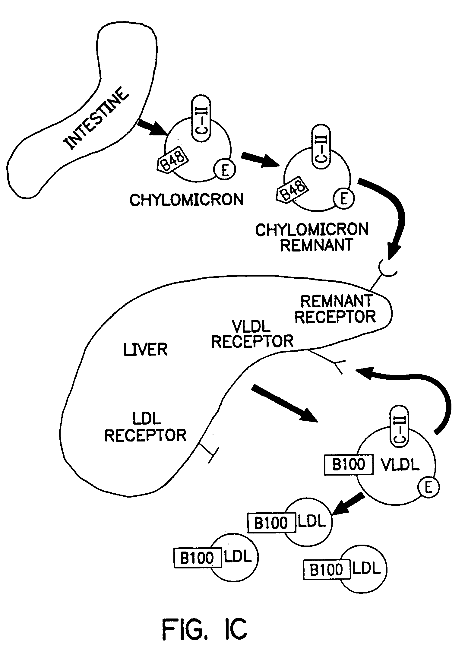 Methods and compositions for the treatment of defects in lipoprotein metabolism