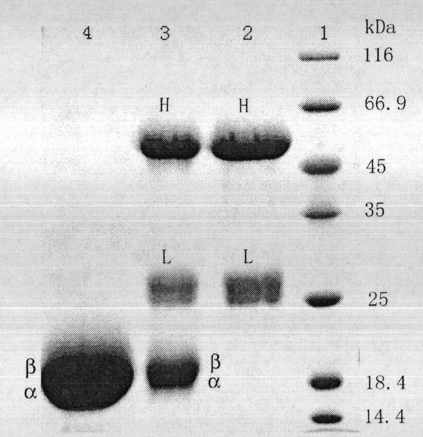 Preparation method of R-phycocyanin (RPC)-marked fluorescent anti-antibody