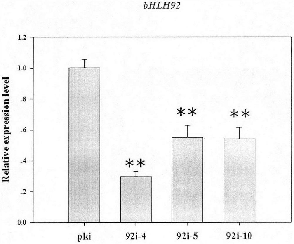 SmbHLH92 gene cloning primer, expression vector, function of regulating salvianolic acid biosynthesis and application