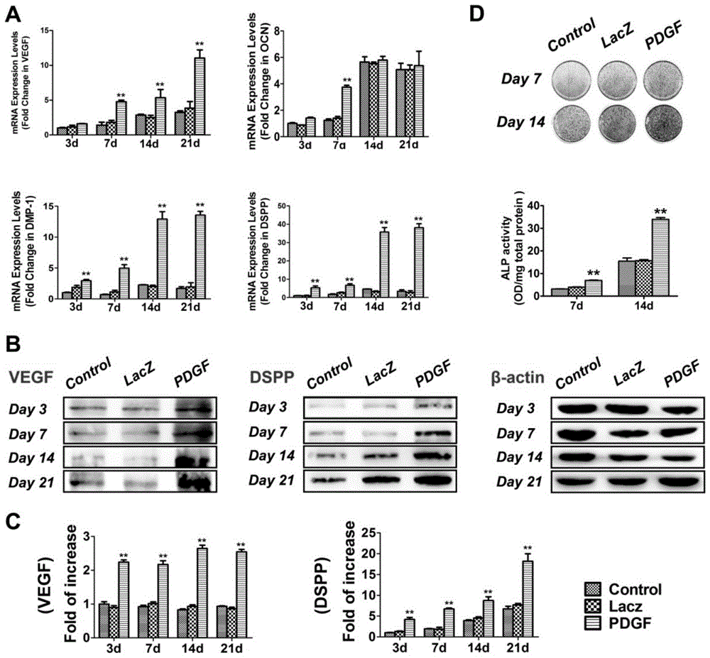 A tissue-engineered pulp-dentin complex