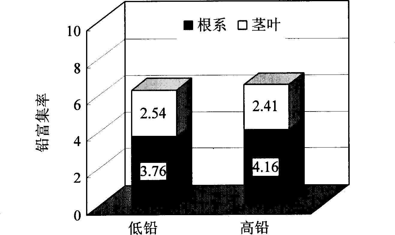 Method for restoring lead contaminated soil by utilizing eremochloa ophiuroides