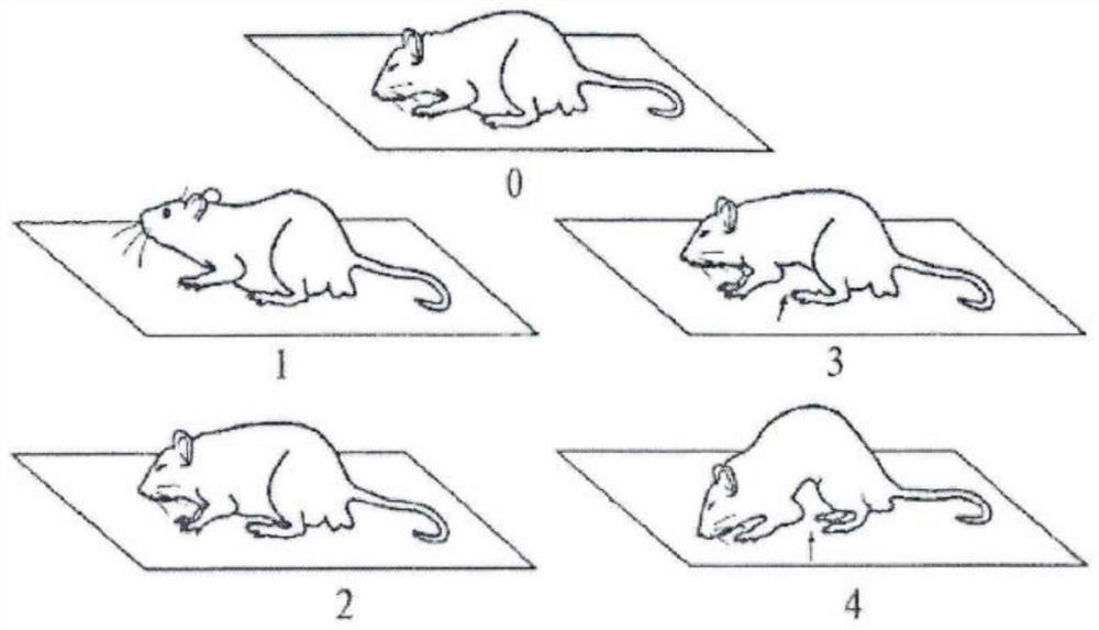 A method for establishing a rat animal model of irritable bowel syndrome