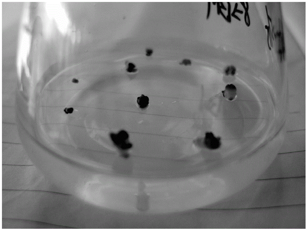 Method and culture medium for obtaining distant hybrids of strawberry by in vitro rescue culture