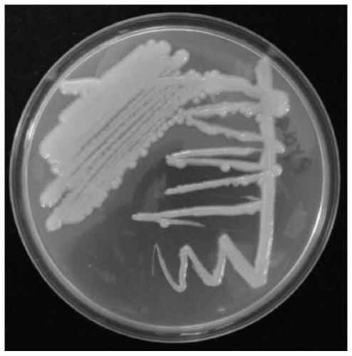 A high-yielding exopolysaccharide Pseudomonas roseri pyq4 and its polysaccharide preparation method and application