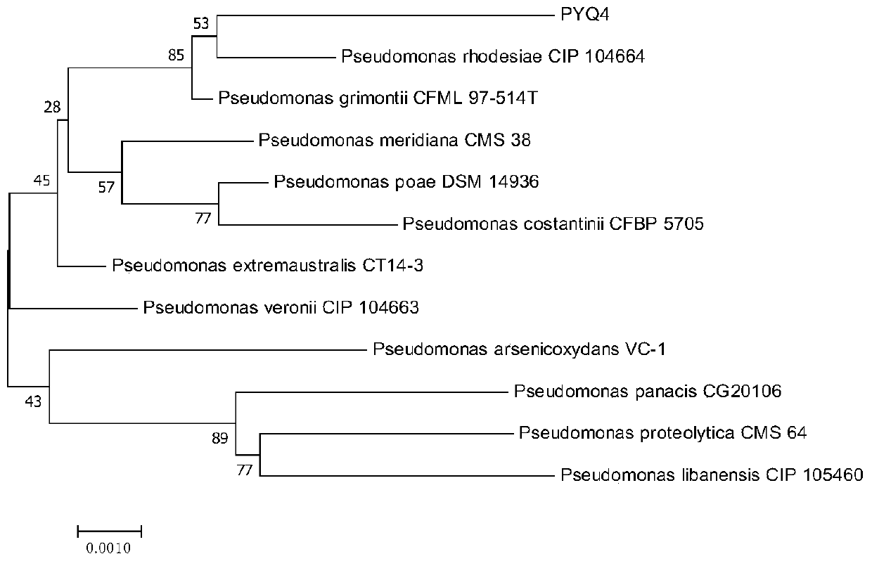 A high-yielding exopolysaccharide Pseudomonas roseri pyq4 and its polysaccharide preparation method and application