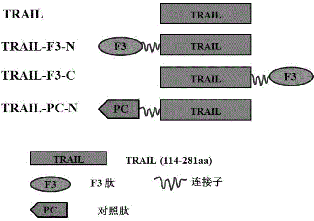 Variant of tumor necrosis factor-related apoptosis-inducing ligand, and preparation method and application thereof