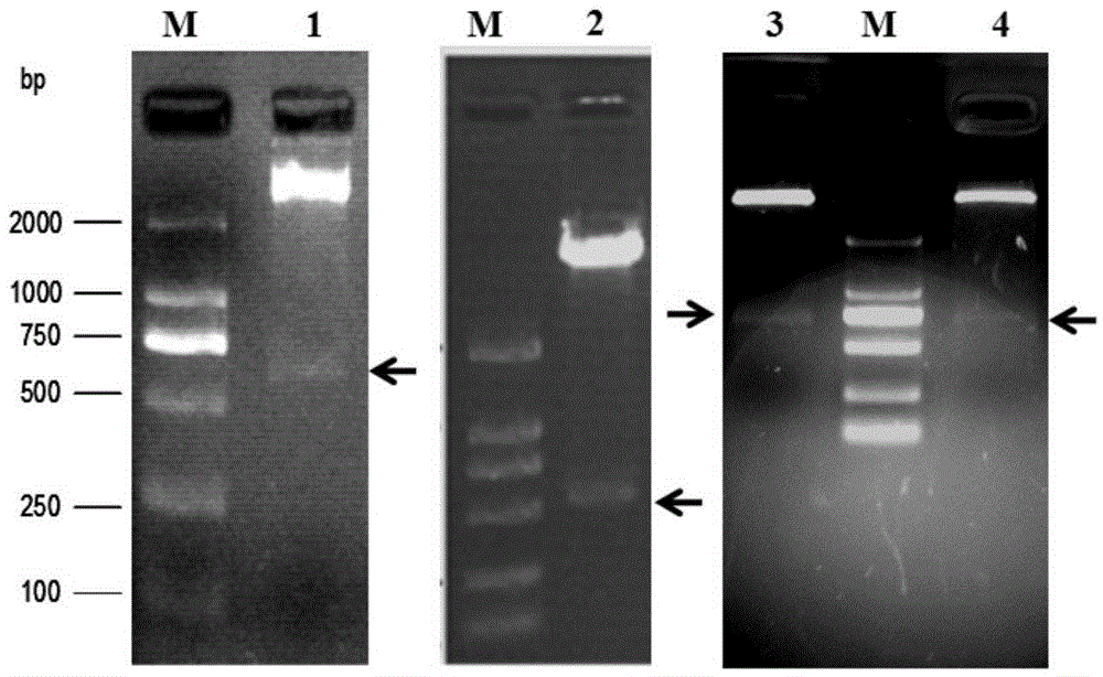 Variant of tumor necrosis factor-related apoptosis-inducing ligand, and preparation method and application thereof