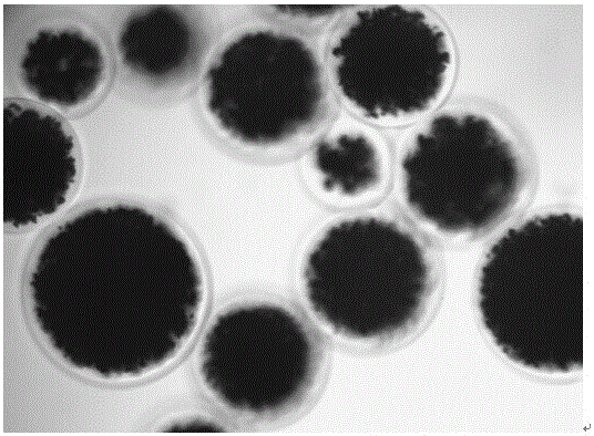 A kind of preparation method of magnetic agarose microsphere