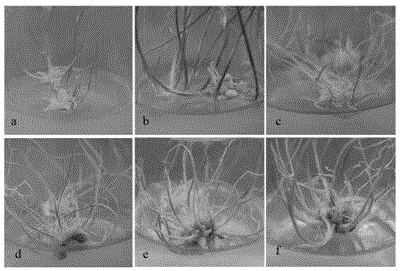 Method for carrying out detoxification and rapid propagation by virtue of garlic rachis and application of method