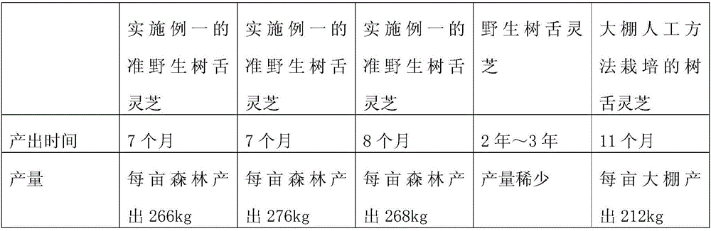 Cultivation method of quasi-wild Ganoderma lucidum