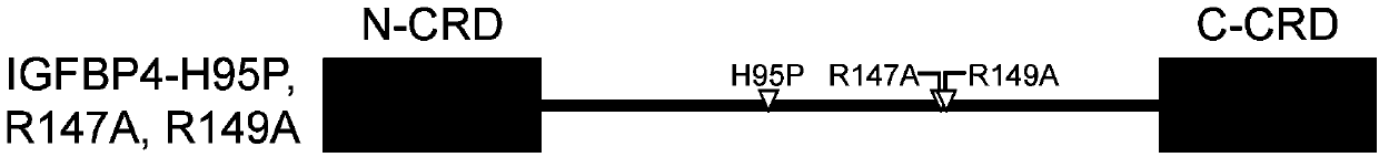 Insulin-like growth factor binding protein 4 mutant and pharmaceutical application thereof