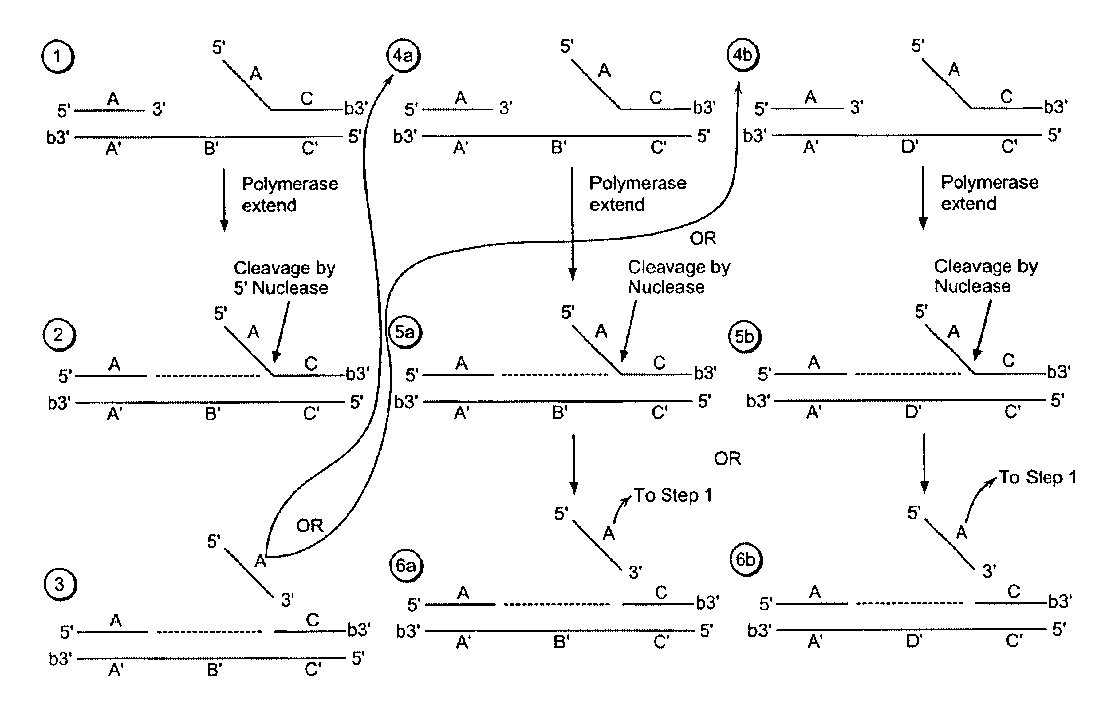 Methods for detection of a nucleic acid by sequential amplification