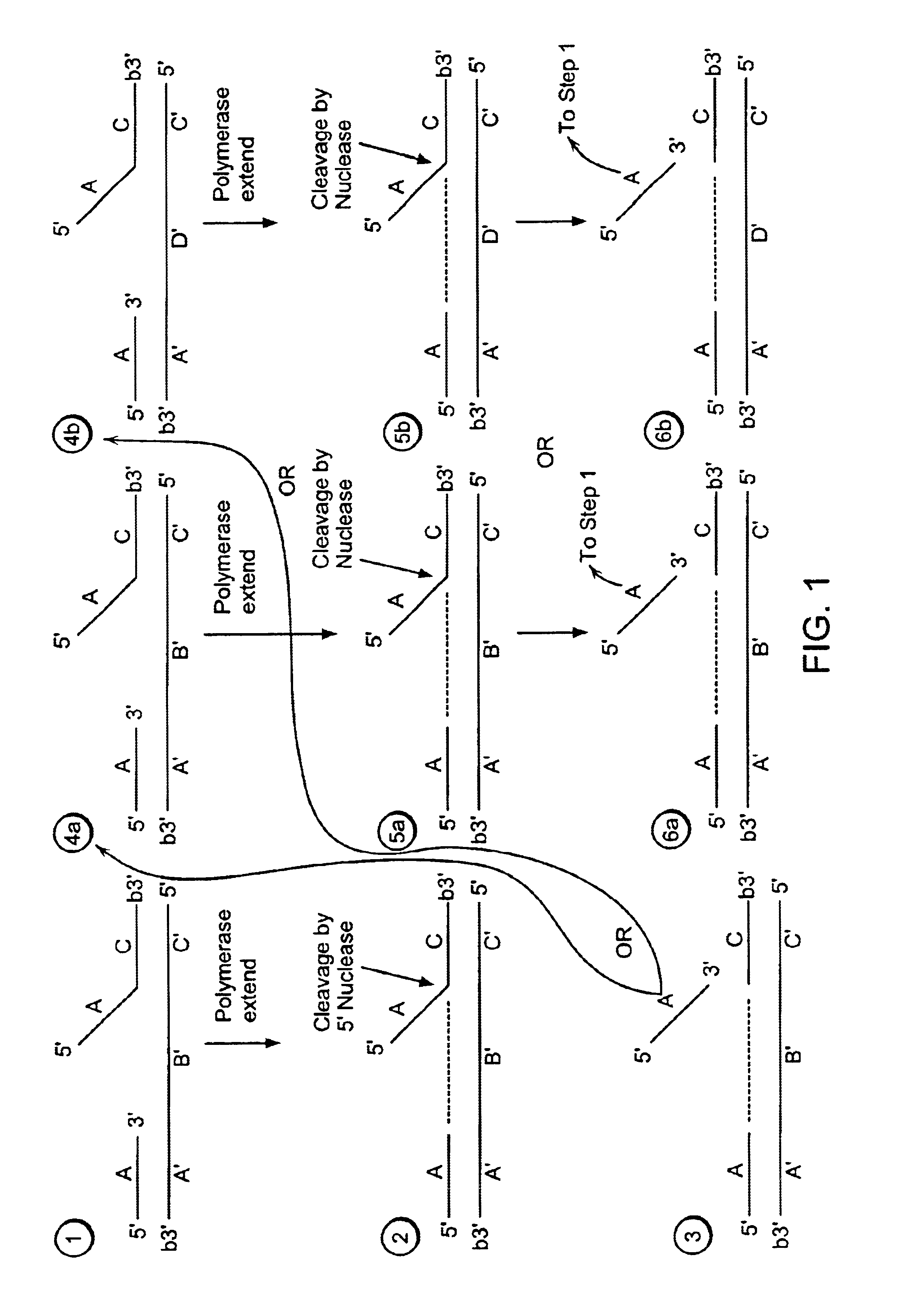 Methods for detection of a nucleic acid by sequential amplification