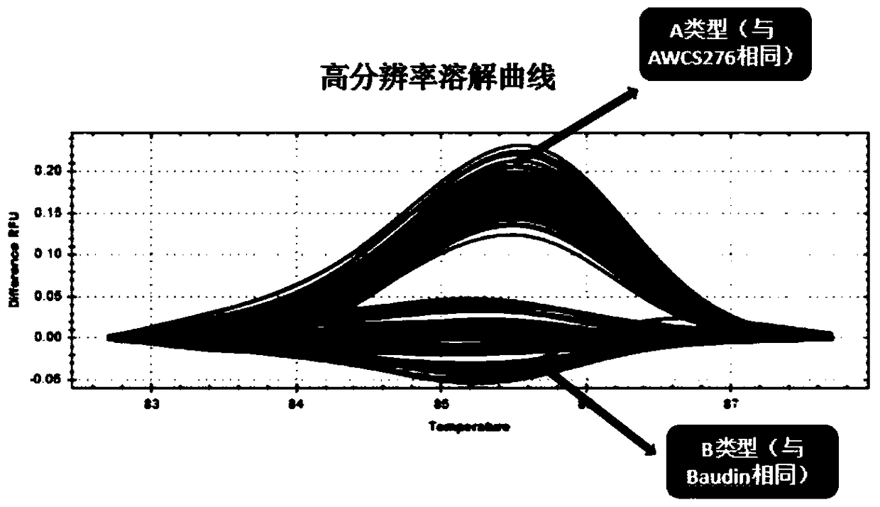 A molecular marker hrm1 of barley grain length gene lkl1 and its application